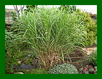 miscanthus zebrianus