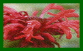 monarda didyma earl grey