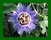 passiflora purple haze