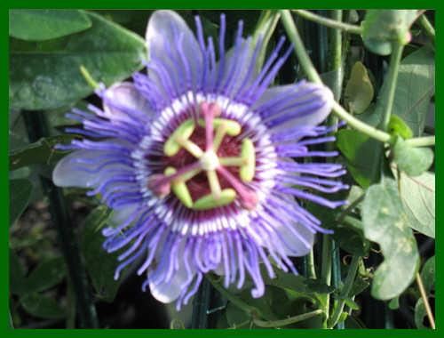 passiflora purple haze