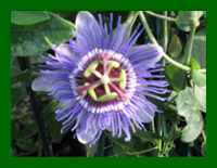 passiflora purple haze