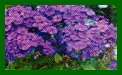 phlox paniculata border gem