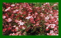 phlox paniculata brigadier