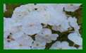 phlox paniculata david