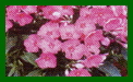 phlox paniculata flame pink