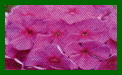 phlox paniculata flame purple