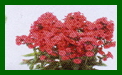 phlox paniculata flame red