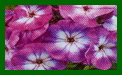 phlox paniculata franz schubert