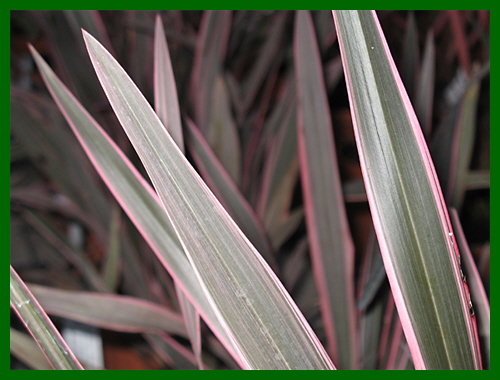 phormium pink stripe 1