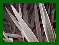 phormium pink stripe