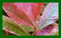 photinia pink marble