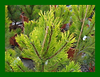 pinus sylwintergold