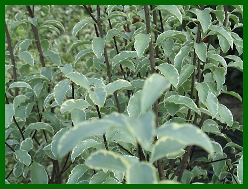 pittosporum silver queen