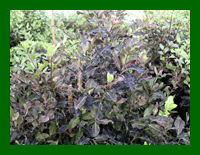 pittosporum tom thumb