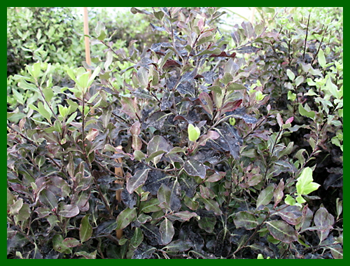 pittosporum tom thumb