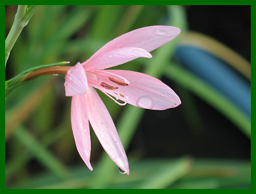 schizostylus pink princess