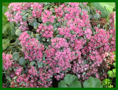 sedum coca cola