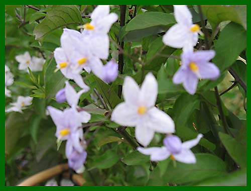 solanum jasminoides blue ice