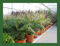 specimen cordylines and tree ferns