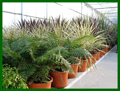 specimen cordylines and tree ferns