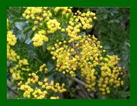 Acacia baileyana purpurea