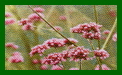 verbena bonariensis buenis aires