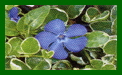 vinca minor ralph shugart