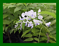 wisteria floribunda lawrence