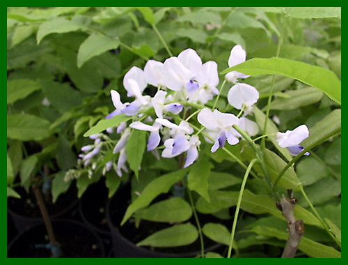 wisteria floribunda lawrence