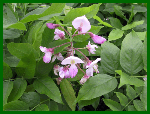 wisteria honbeni