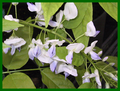 wisteria white wings blue